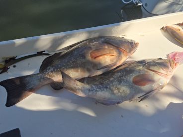 Grouper for everyone 