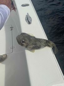 Captian Eric was amazing