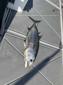 4 hour fight with tiger shark