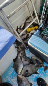 Great for kids first saltwater trip