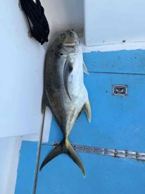 Alles perfekt, mit Fisch! 