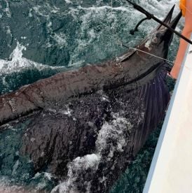 Alles perfekt, mit Fisch! 