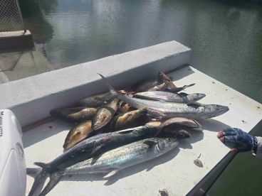 Busy morning fishing 