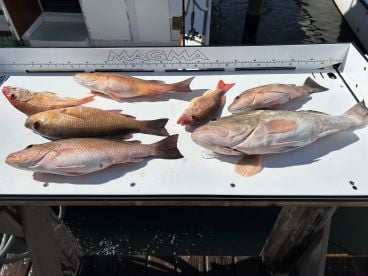 Experienced Captain, very nice big boat