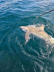 Captain Stan got us on thr fish!