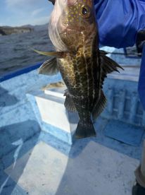 we had another great day a cooler full of fish 