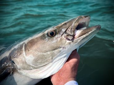 Best charter I\u2019ve ever booked. Captain Marlin is the real deal.