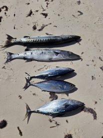 Excellent Local Fishing Charter 