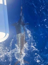 3 blue marlin! 
