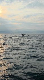4 species in one day !!! plus HUMPBACKS!!!