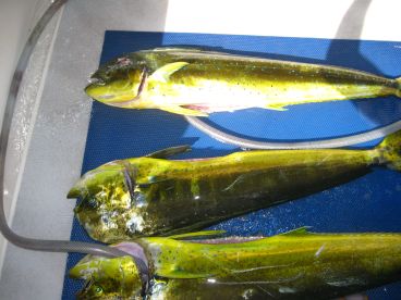 Great crew and fishing!!!