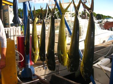 Great crew and fishing!!!