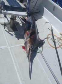 Billfish- wenn es ein Marlin werden soll!