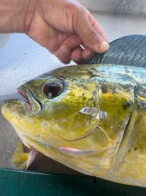 Beautiful trip out of San Juan with a wonderful Mahi!