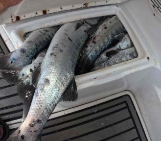 Off the hook barracuda fishing