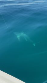 Captain Charlie was AMAZING