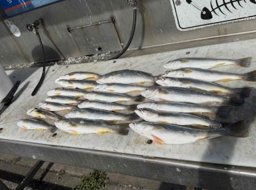 Awesome half day wIth Capt. Mike