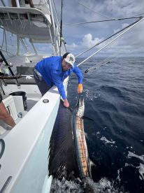 Blue Marlin -Sailfish -Mahi 