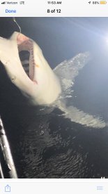 Shark Fishing!