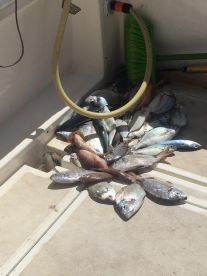 Half day with Antonio