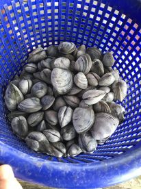 Morning Bivalve Extravaganza