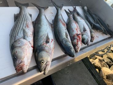 Full Day Trip in Montauk 