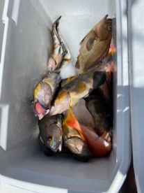 16 fish!