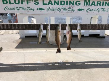 Fishing with Sterling