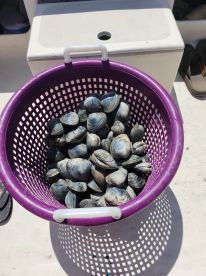 Clam adventure