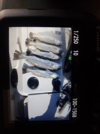 Afternoon trip with captain tyler