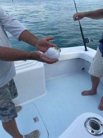 Best shark fishing ever with Capt. Chris