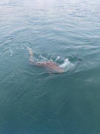 Best shark fishing ever with Capt. Chris