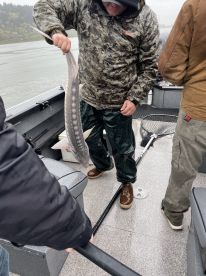 Half sturgeon and half salmon 