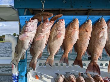12 Hr Red Snapper