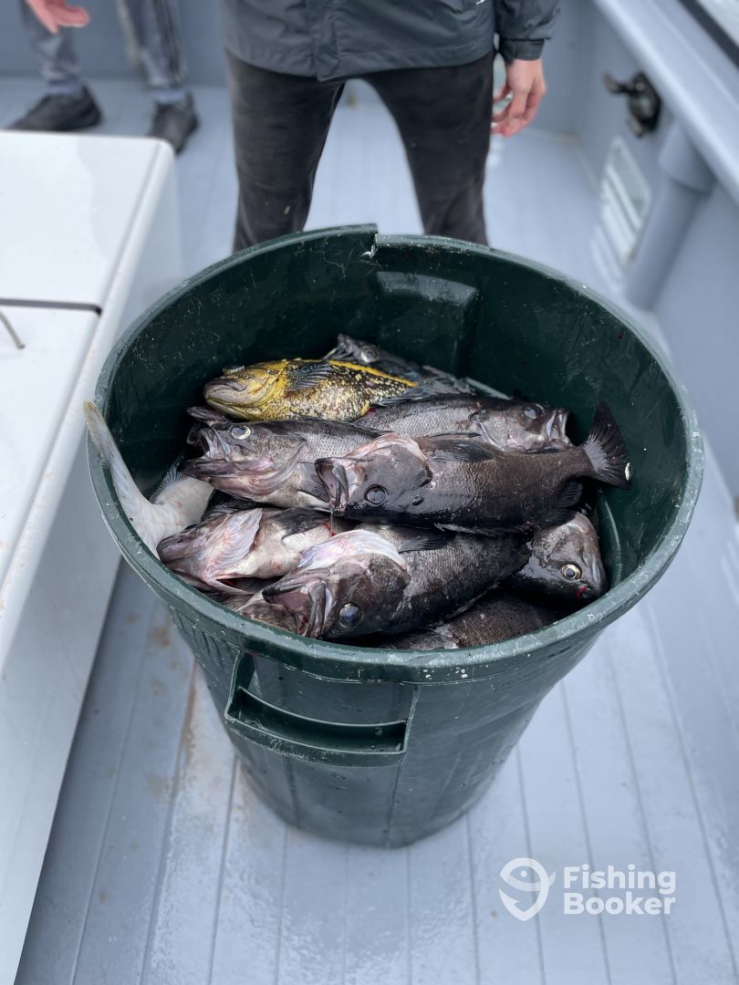 Anchor Down Sportfishing (Seward) Updated 2022 Prices FishingBooker