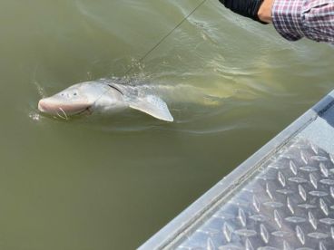 Full Day, Switched mid-day from Salmon To Sturgeon