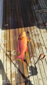 "8 Hours of Non-Stop Fishing Fun: An Unforgettable Angling Experience!"