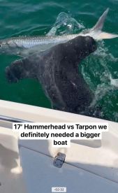 Half Day of Tarpon Fishing 