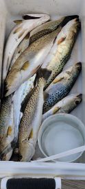 We got on the trout today yall!