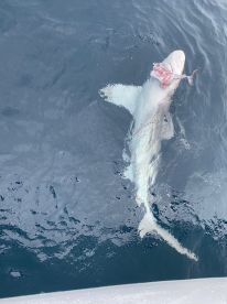 Half day with Captain Parker 