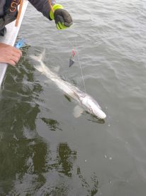great trip and Captain Bill. Highly recommended 