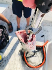 4 Hour Inshore/Nearshore