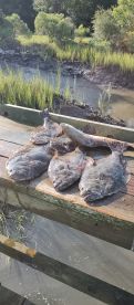 flounder gigging