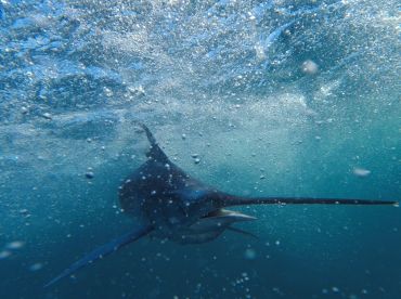 BEST experience of fishing 