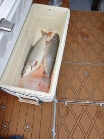 Morning catch