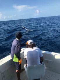 Sailfish 