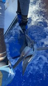 Two Blue Marlins!  