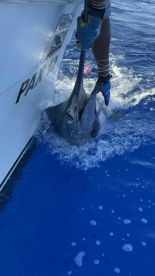 Two Blue Marlins!  