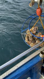 Great crabbing 