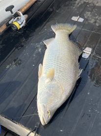  Great day out catching barramundi 